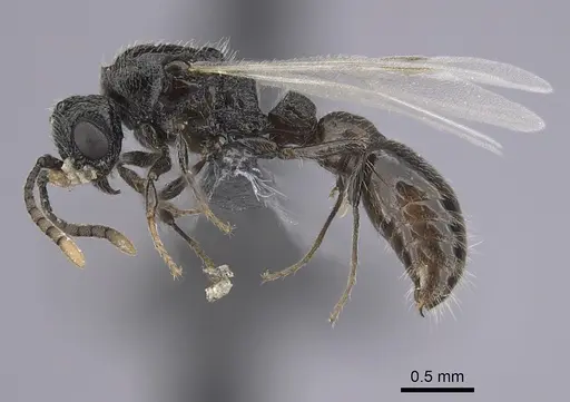 Parasyscia wittmeri specimen CASENT0263903 image casent0263903_3