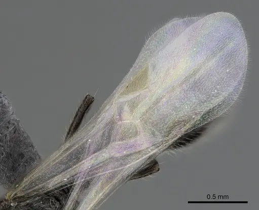 Parasyscia wittmeri specimen CASENT0263903 image casent0263903_4