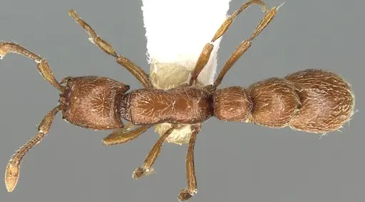 Parasyscia wittmeri specimen CASENT0902708 image casent0902708_1