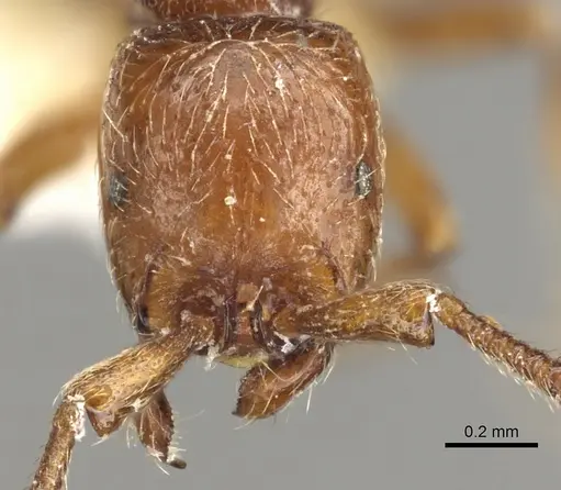 Parasyscia wittmeri specimen CASENT0902708 image casent0902708_2