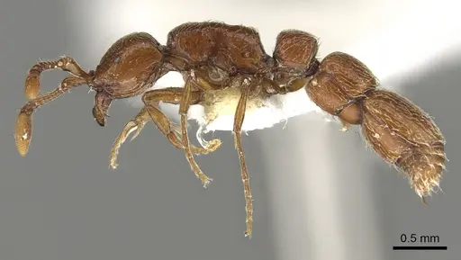 Parasyscia wittmeri specimen CASENT0902708 image casent0902708_3