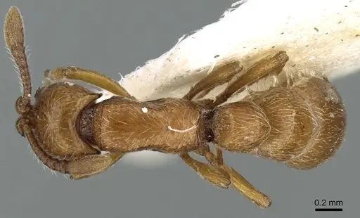 Parasyscia wittmeri specimen CASENT0906333 image casent0906333_1