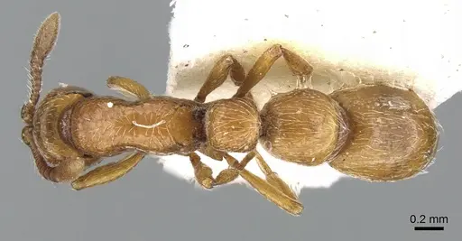 Parasyscia wittmeri specimen CASENT0906333 image casent0906333_2