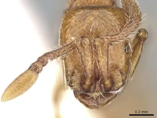 Parasyscia wittmeri specimen CASENT0906333 image casent0906333_3