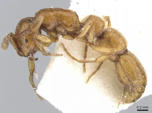 Parasyscia wittmeri specimen CASENT0906333 image casent0906333_4