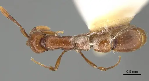 Parasyscia wittmeri specimen CASENT0922314 image casent0922314_1