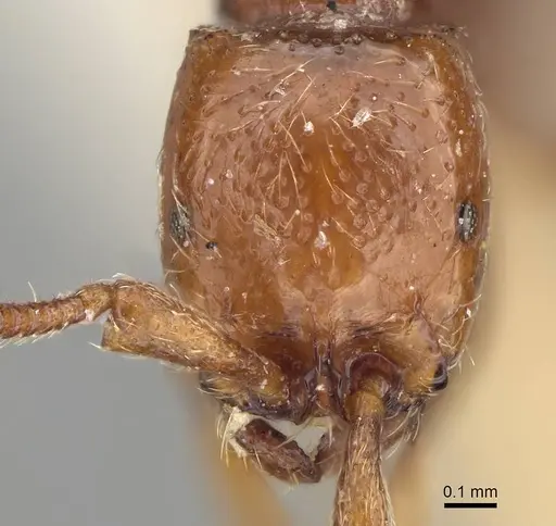 Parasyscia wittmeri specimen CASENT0922314 image casent0922314_2