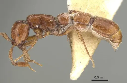 Parasyscia wittmeri specimen CASENT0922314 image casent0922314_3