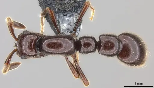 Parasyscia zimmermani specimen CASENT0175759 image casent0175759_1