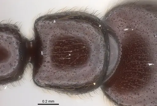 Parasyscia zimmermani specimen CASENT0175759 image casent0175759_2