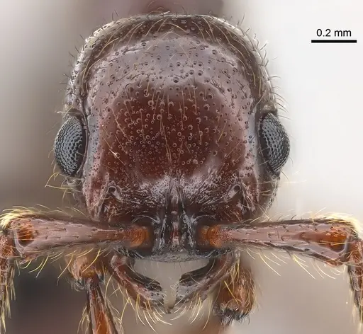 Parasyscia zimmermani specimen CASENT0175759 image casent0175759_3