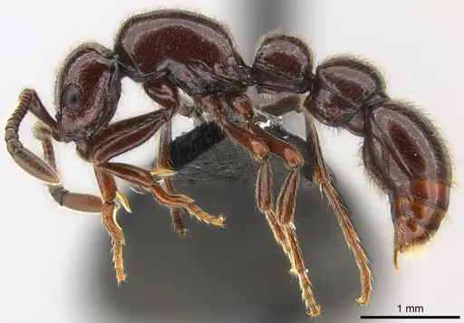 Parasyscia zimmermani specimen CASENT0175759 image casent0175759_4
