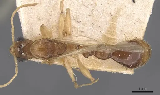 Paratopula andamanensis specimen CASENT0907447 image casent0907447_1