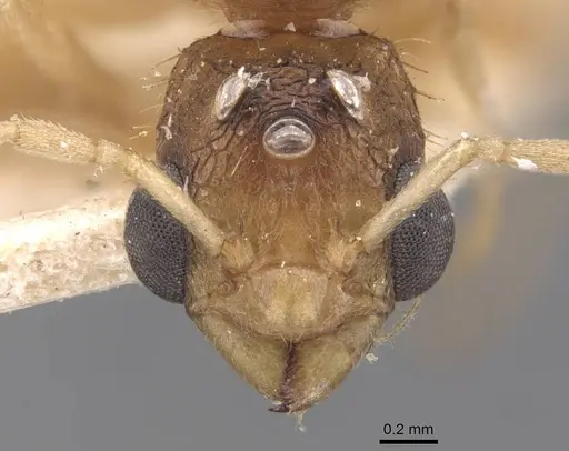 Paratopula andamanensis specimen CASENT0907447 image casent0907447_2