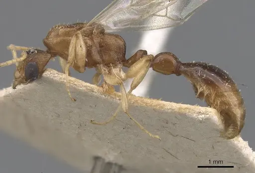 Paratopula andamanensis specimen CASENT0907447 image casent0907447_3