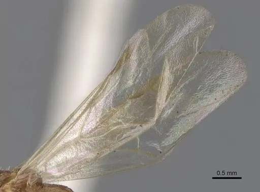 Paratopula andamanensis specimen CASENT0907447 image casent0907447_4