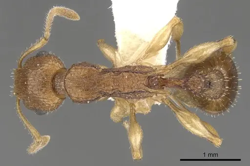 Paratopula ankistra specimen CASENT0901741 image casent0901741_1