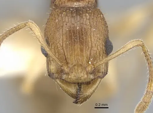 Paratopula ankistra specimen CASENT0901741 image casent0901741_2
