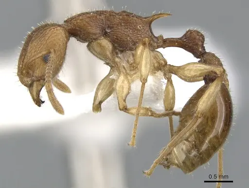 Paratopula ankistra specimen CASENT0901741 image casent0901741_3