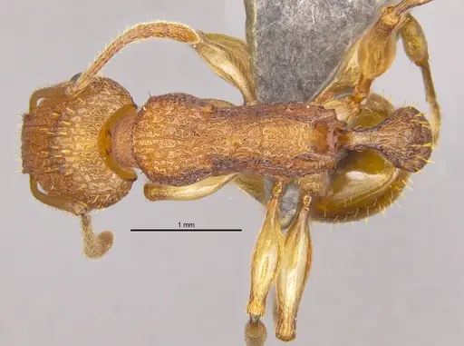 Paratopula bauhinia specimen ANTWEB1009012 image antweb1009012_1