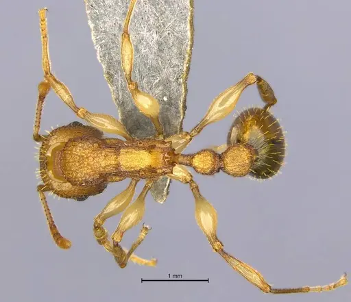 Paratopula bauhinia specimen ANTWEB1009013 image antweb1009013_1