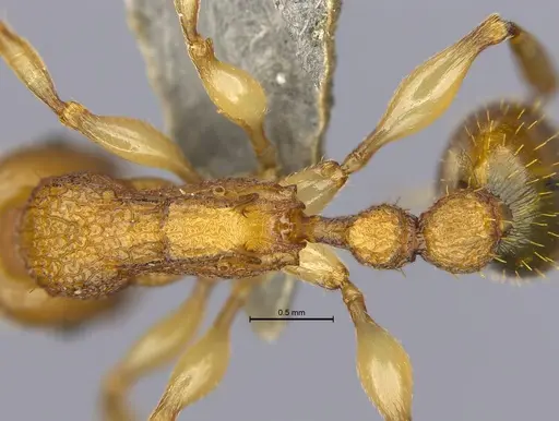 Paratopula bauhinia specimen ANTWEB1009013 image antweb1009013_2