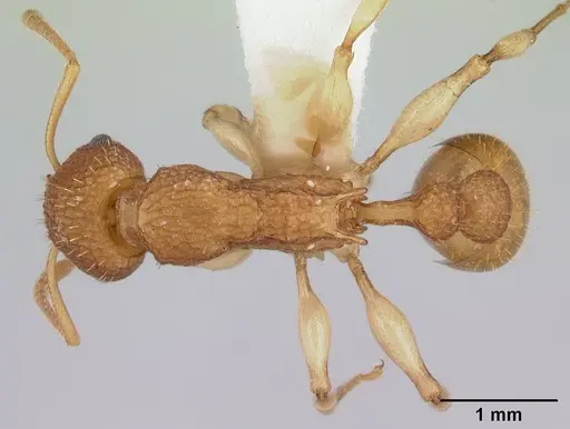 Paratopula catocha specimen CASENT0178559 image casent0178559_1
