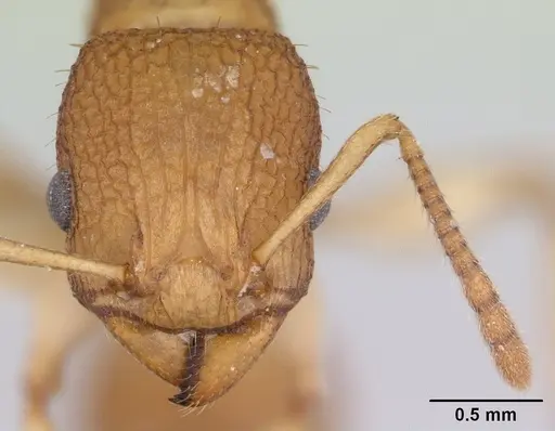 Paratopula catocha specimen CASENT0178559 image casent0178559_2