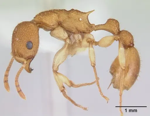 Paratopula catocha specimen CASENT0178559 image casent0178559_3