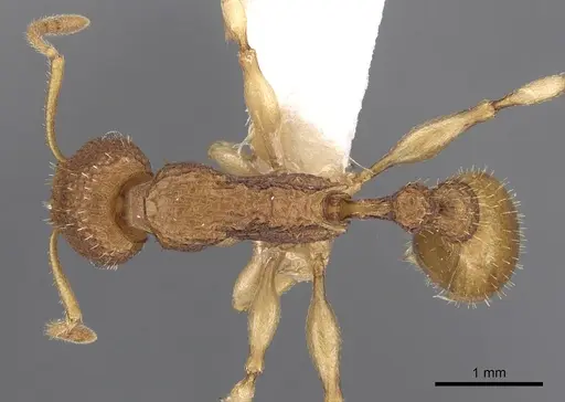 Paratopula catocha specimen CASENT0901743 image casent0901743_1