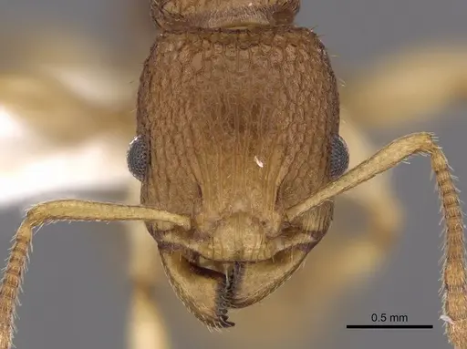 Paratopula catocha specimen CASENT0901743 image casent0901743_2
