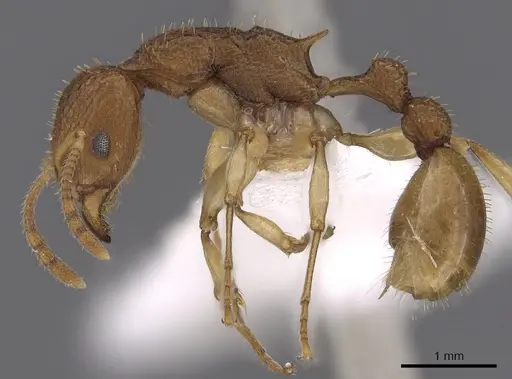 Paratopula catocha specimen CASENT0901743 image casent0901743_3