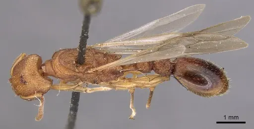 Paratopula ceylonica specimen CASENT0904714 image casent0904714_1