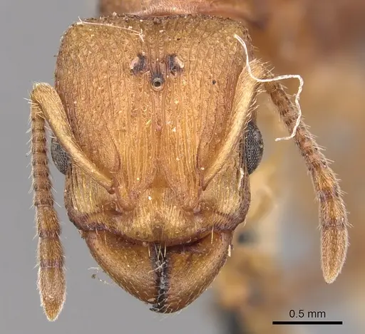 Paratopula ceylonica specimen CASENT0904714 image casent0904714_2