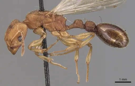 Paratopula ceylonica specimen CASENT0904714 image casent0904714_3