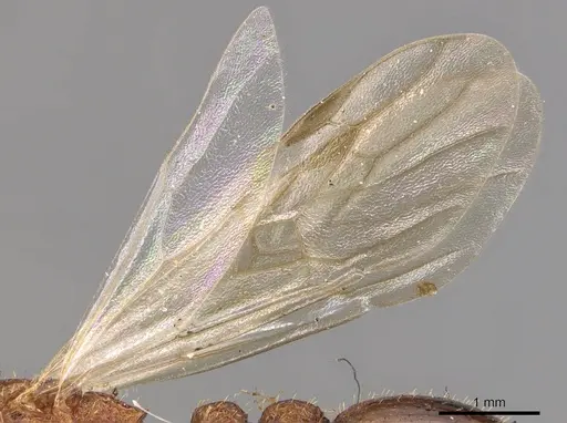 Paratopula ceylonica specimen CASENT0904714 image casent0904714_4