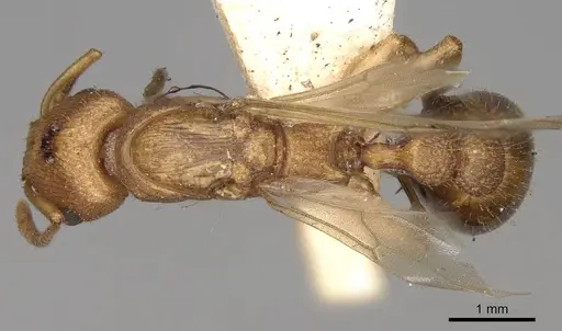 Paratopula ceylonica specimen CASENT0914167 image casent0914167_1