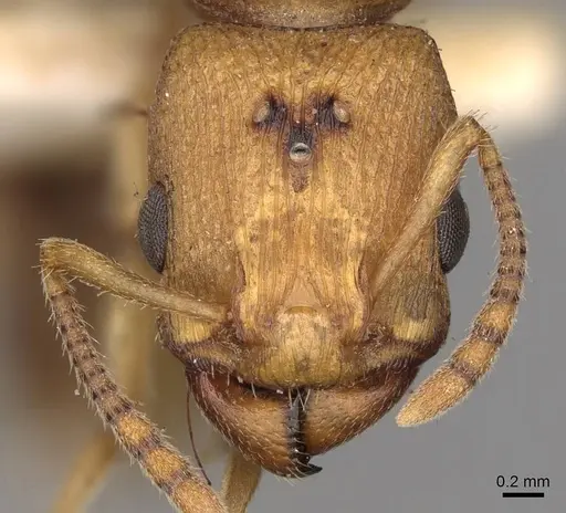 Paratopula ceylonica specimen CASENT0914167 image casent0914167_2