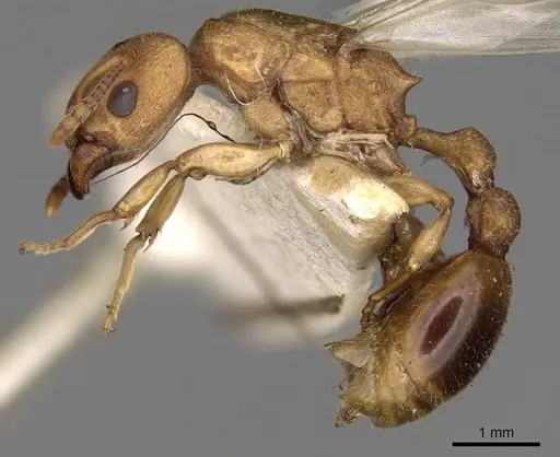 Paratopula ceylonica specimen CASENT0914167 image casent0914167_3