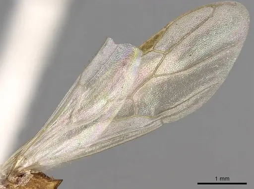 Paratopula ceylonica specimen CASENT0914167 image casent0914167_4