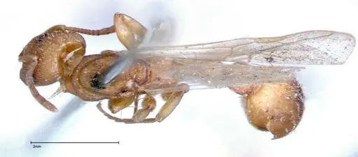 Paratopula ceylonica specimen FOCOL0309 image focol0309_1