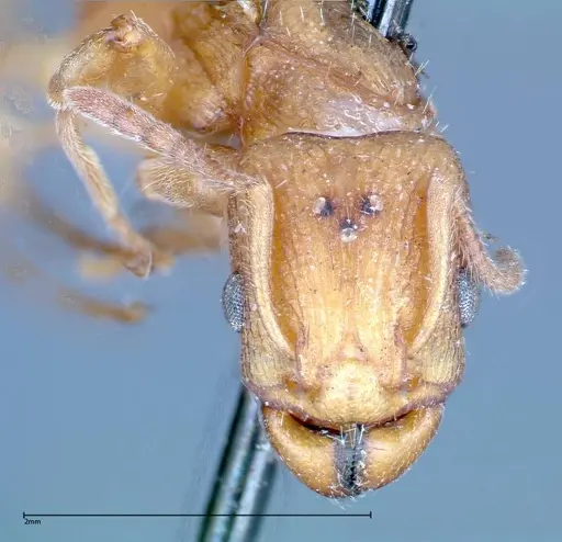 Paratopula ceylonica specimen FOCOL0309 image focol0309_2