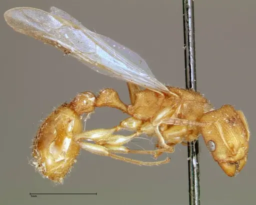 Paratopula ceylonica specimen FOCOL0309 image focol0309_4