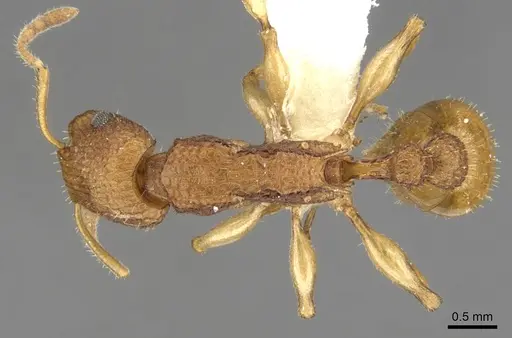 Paratopula demeta specimen CASENT0901742 image casent0901742_1