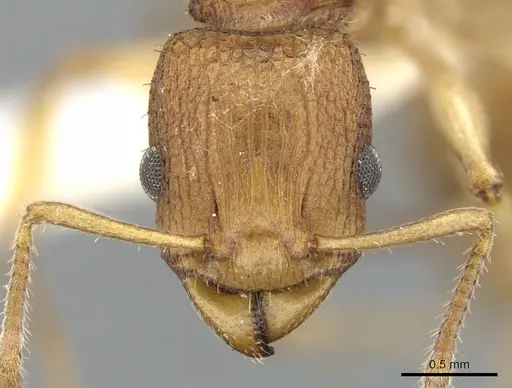 Paratopula demeta specimen CASENT0901742 image casent0901742_2