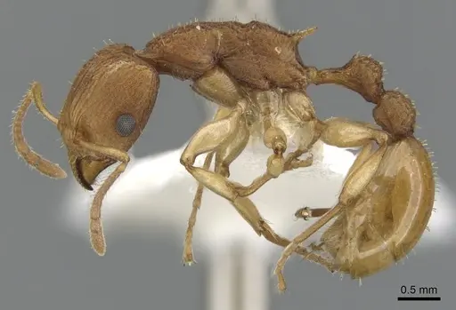 Paratopula demeta specimen CASENT0901742 image casent0901742_3