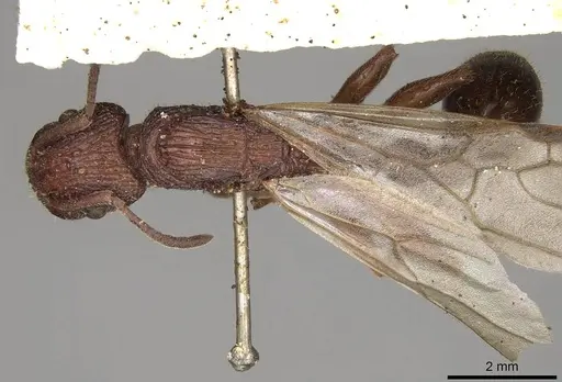 Paratopula longispina specimen CASENT0914166 image casent0914166_1