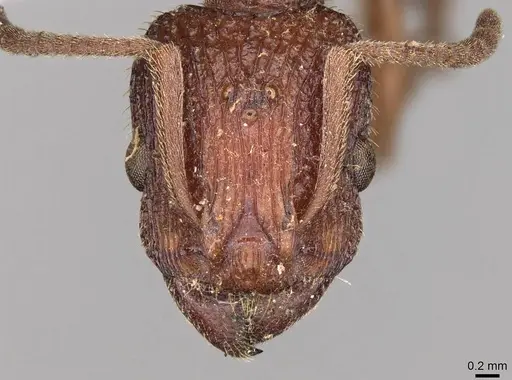 Paratopula longispina specimen CASENT0914166 image casent0914166_2