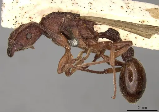 Paratopula longispina specimen CASENT0914166 image casent0914166_3