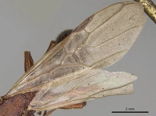 Paratopula longispina specimen CASENT0914166 image casent0914166_4